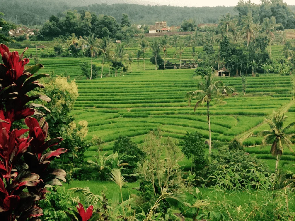 10 Cool Things Every Muslim Should Do in Bali -Tasting Local Food is only part of it