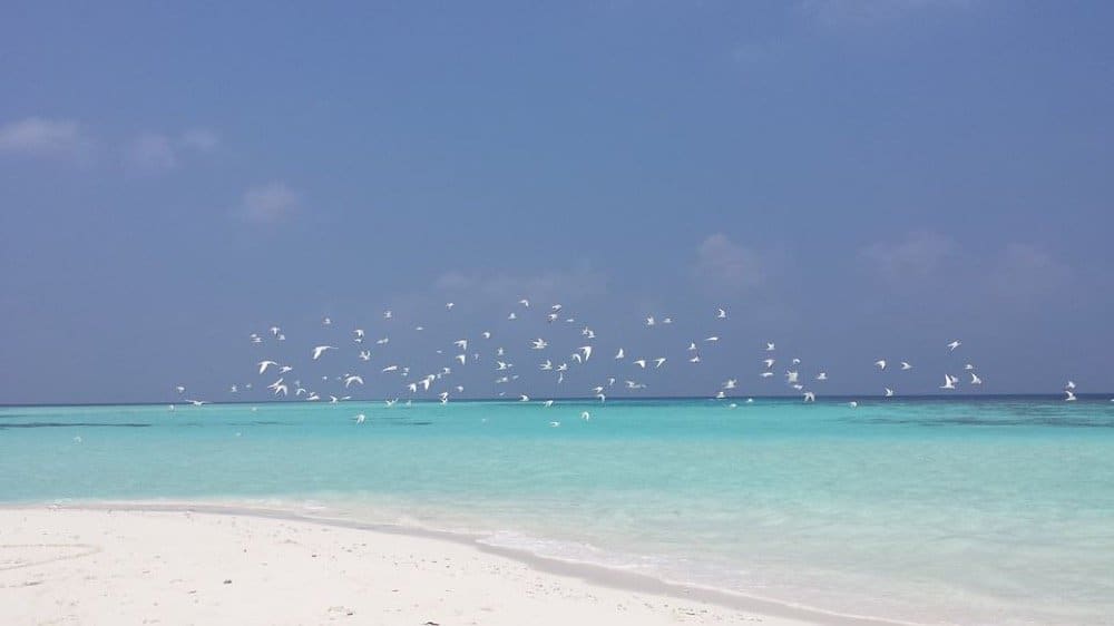Beautiful Maldivian blue waters, private island