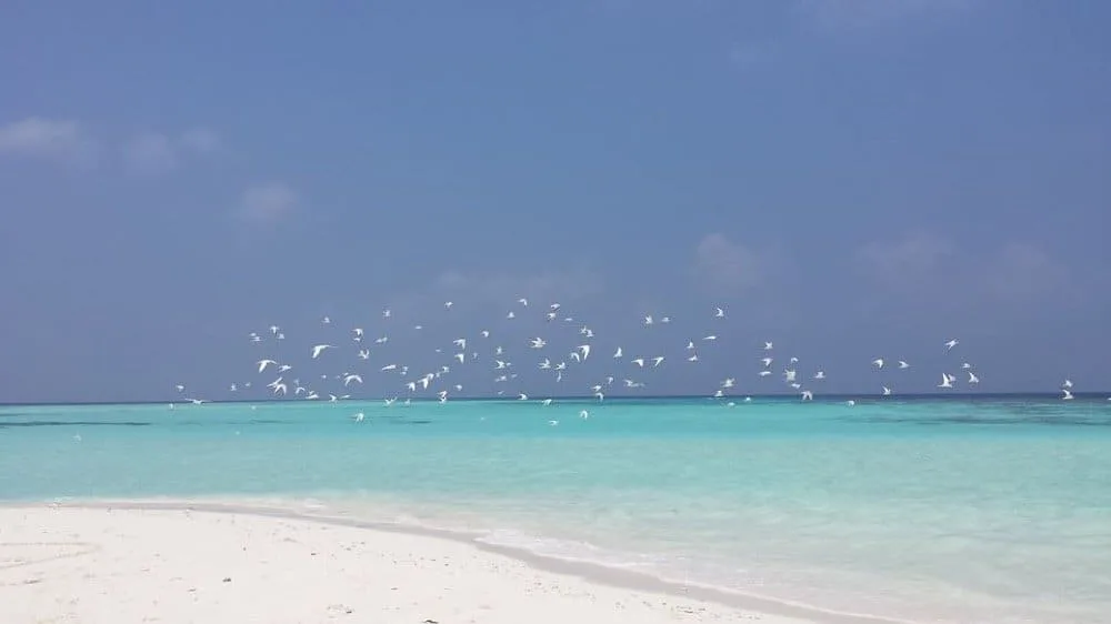 Beautiful Maldivian blue waters, private island