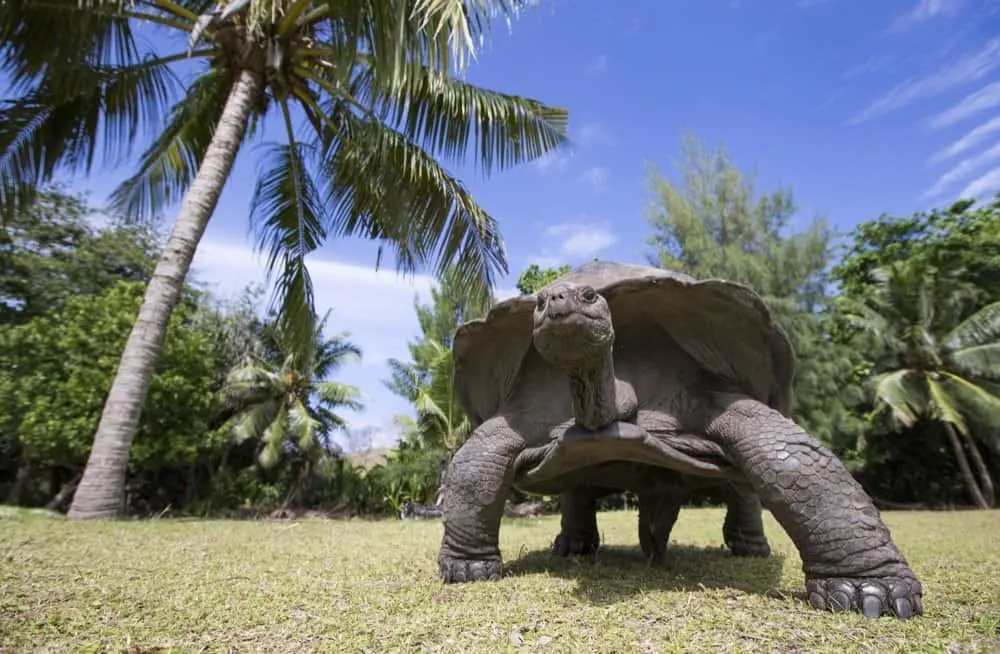Aldabra Giant Tortoise in Seychelles
