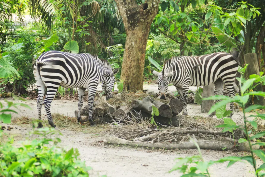 Zoo Miami